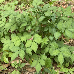 包邮现挖仙鹤草苗龙芽草种子脱力草狼牙草阳台盆栽多年生草药苗