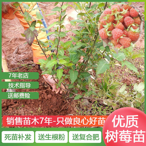 野生树莓覆盆子南方北方盆栽地栽