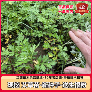 野生食用艾草苗种子甜艾米果苗阳台庭院四季种植种苗青团艾苗小叶