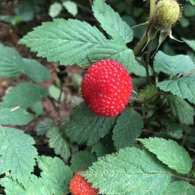 野草莓苗多年生四季常青果实可吃