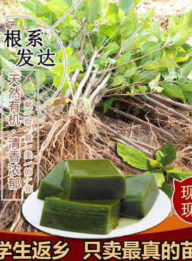 豆腐柴苗观音柴根系发达绿豆 腐树苗 斑鸠树腐婢木凉粉柴容易种植
