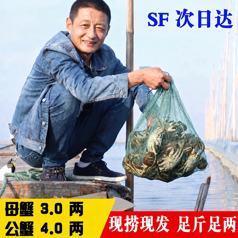 【活蟹】大闸蟹鲜活螃蟹特大12只 母蟹3两 公蟹4两礼盒装现货顺丰