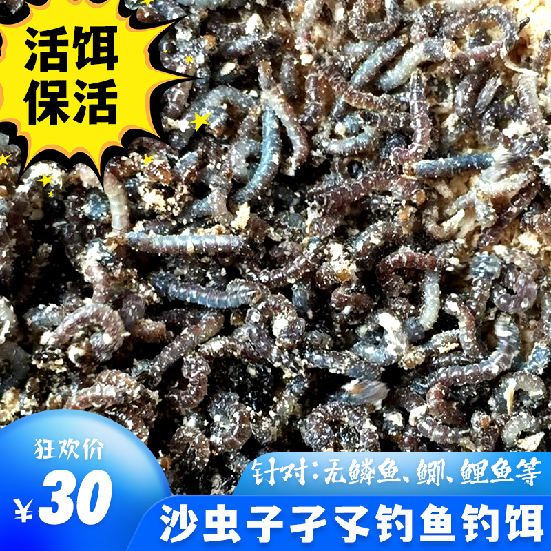 【菲猫鱼饵】沙虫子鲜活铒孑孓钓鱼鱼饵活动特惠