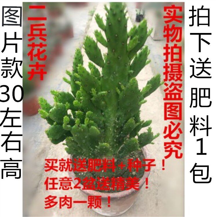 室内阳台绿植花卉防辐射仙人掌类千佛手多肉植物千手观音盆栽包邮|ruв категории доставка цветов/цветок моделирования/растения садоводства, цветок/растения в горшках (новый), Суккуленты - от Buy2taobao.com для оказания профессиональной услуги покупки агента Taobao
