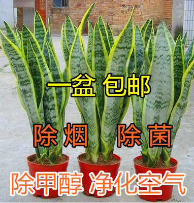 Sansevieria Potted Plants Indoor potted Phnom Penh Sansevieria Potted flowers formaldehyde White jade Sansevieriain the Flower delivery/Flowers simulation/Plants gardening , Flowers/Potted plants (New) , Plants  category - from Buy2taobao.com to provide professional Taobao agent buy service