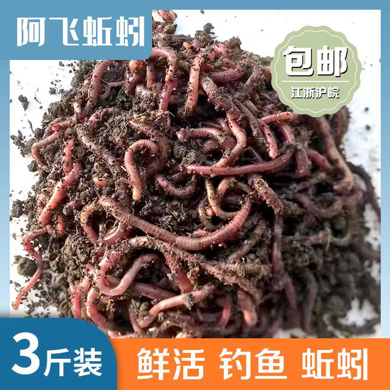 长期供应 阿飞蚯蚓 红蚯蚓  大号散装蚯蚓 渔具店  江浙沪皖包邮