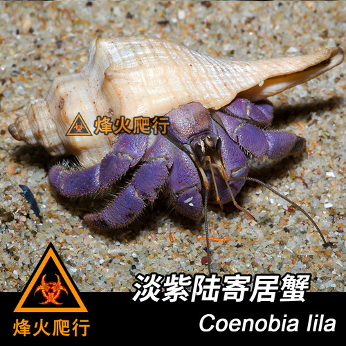 【淡紫寄居蟹】紫蓝色陆寄居蟹 Lila稀有活泼宠物蟹 里拉蟹 - 封面
