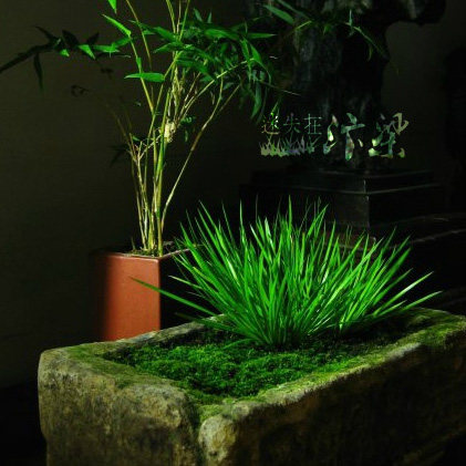 野生虎须菖蒲石菖蒲金钱 水培绿植物盆景花卉微景观办公盆栽清供