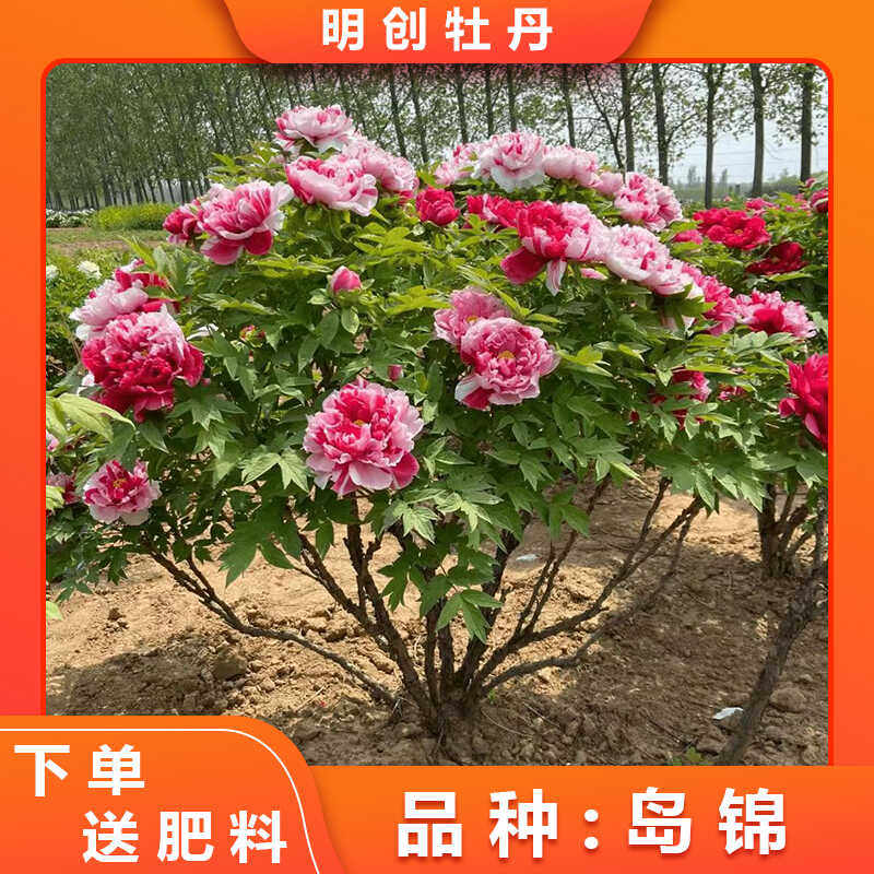 【岛锦】彩色牡丹,一树多花,一花多色的盲盒牡丹,庭院植物