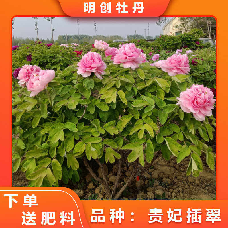 【贵妃插翠】十大名品粉色重瓣老桩牡丹大花春季开花庭院种植
