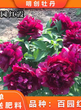 【百园红霞】国产黑色系重瓣大花老桩牡丹春季开花庭院种植