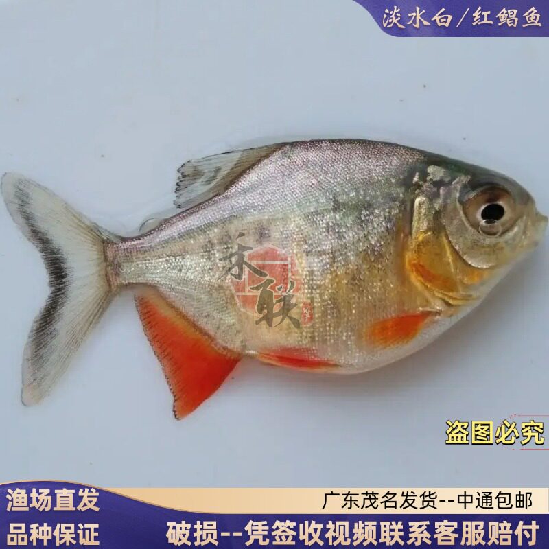 淡水白鲳鱼苗红腹鲳鱼武昌鱼鳊鱼三角鲂鱼小型热带食用淡水养殖鱼