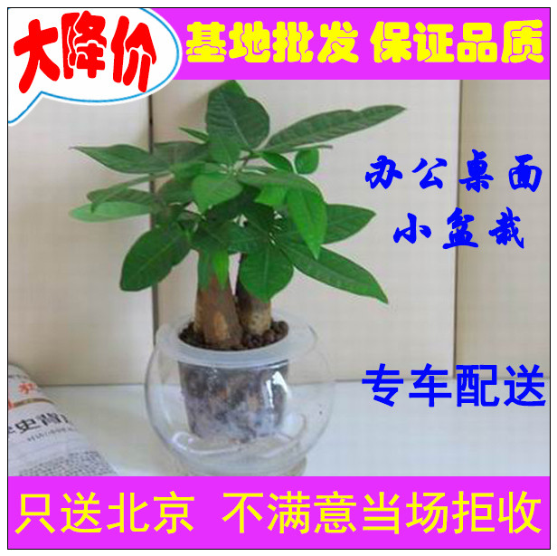 水培发财树绿植盆栽办公室内客厅除味花卉吸甲醛净化空气雾霾植物|msdalam kategori penghantaran bunga/bunga simulasi/tumbuhan berkebun, bunga/Tumbuh-tumbuhan tumbuh-tumbuhan pasu (baru), tumbuh-tumbuhan hijau - dari Buy2taobao.com untuk memberikan perkhidmatan ejen Taobao profesional membeli