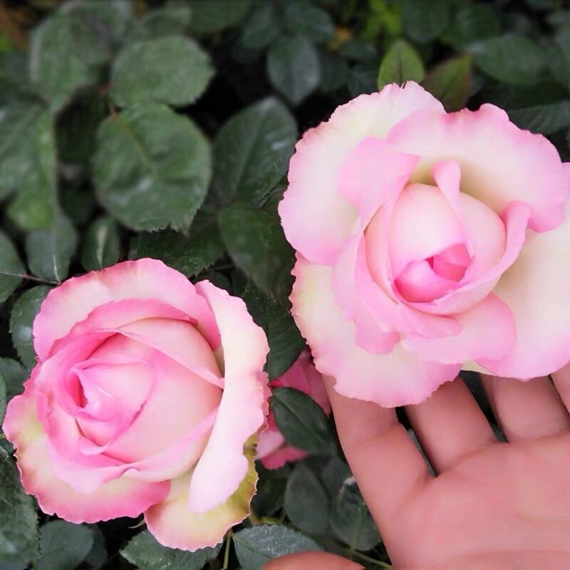 推荐阳台庭院盆栽乐天派月季水果香抗病耐热切花玫瑰四季开花小苗