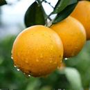 2025年正宗麻阳冰糖橙新鲜甜橙子当季 孕妇手剥水果现摘现发好吃