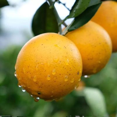 2025年正宗麻阳冰糖橙新鲜甜橙子当季孕妇手剥水果现摘现发好吃