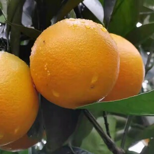 2025年湖南麻阳锦蜜冰糖橙现摘现发新鲜水果橙子三斤五斤十斤装