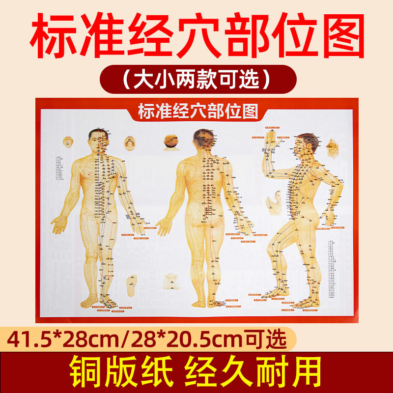 人体经络穴位图大挂图全身标准高清中医艾灸推拿按摩针灸养生男