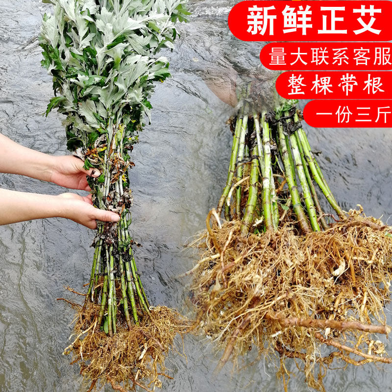 生新鲜艾整棵带根食用泡脚月子洗头野菜正艾药用大叶老艾草头