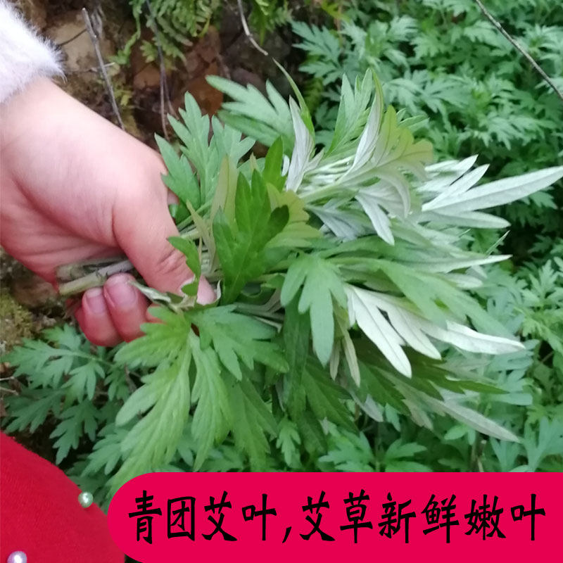艾草新鲜蔬菜当季食用青团艾草叶草粑粑艾青团嫩艾叶芯清明粿食材