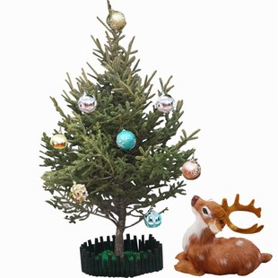 云杉圣诞树云杉树苗真杉树大型庭院室内户外挪威诺贝杉松柏树盆栽