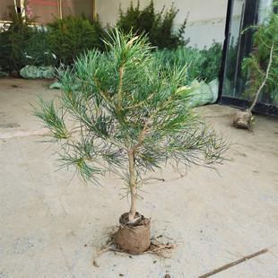 黑松白皮松小苗墓地塔松柏树苗罗汉松清明扫墓雪松树苗盆景五针松