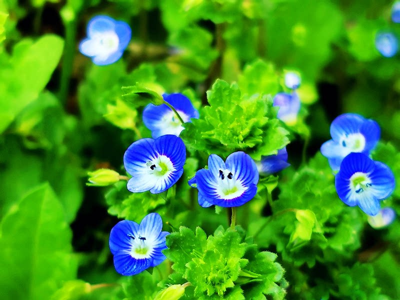 带土 婆婆纳 玄参科婆婆纳属自播地被植物庭院耐寒小时令草本花卉