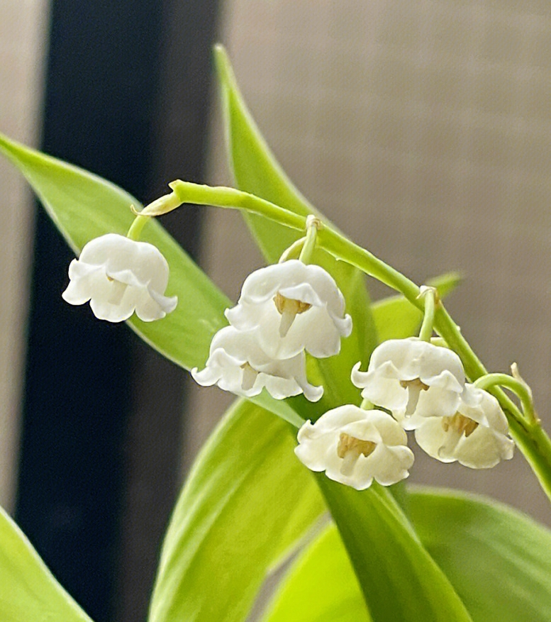 满50元包邮 铃兰 铃铛花 苗耐寒热多年生时令草本花卉盆地栽庭院