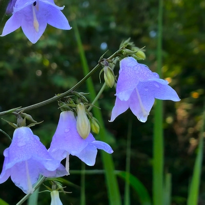 南沙参 沙参 风铃草铃铛花桔梗科多年生草本植物观赏花卉绿植半阴