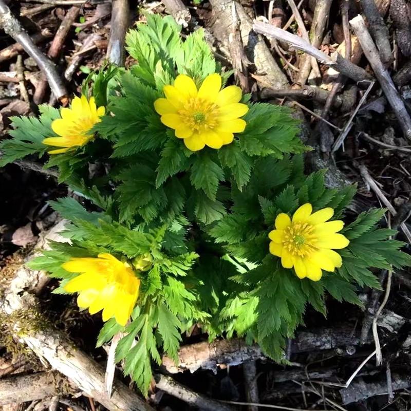 侧金盏花 金盅花时令草本花卉盆栽喜阴桌面小型绿植庭院耐寒趣味