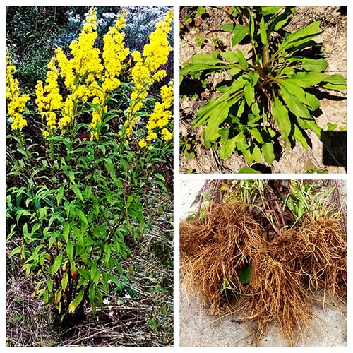 钝苞一枝黄花苗耐寒易活