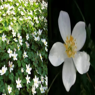 观赏花卉鹅掌草庭院绿植夏季草本