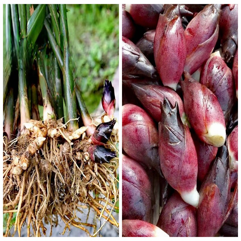 洋荷 蘘荷 荷苗 火莲花莲花姜多年生新奇驱蚊绿植庭院耐寒可食用