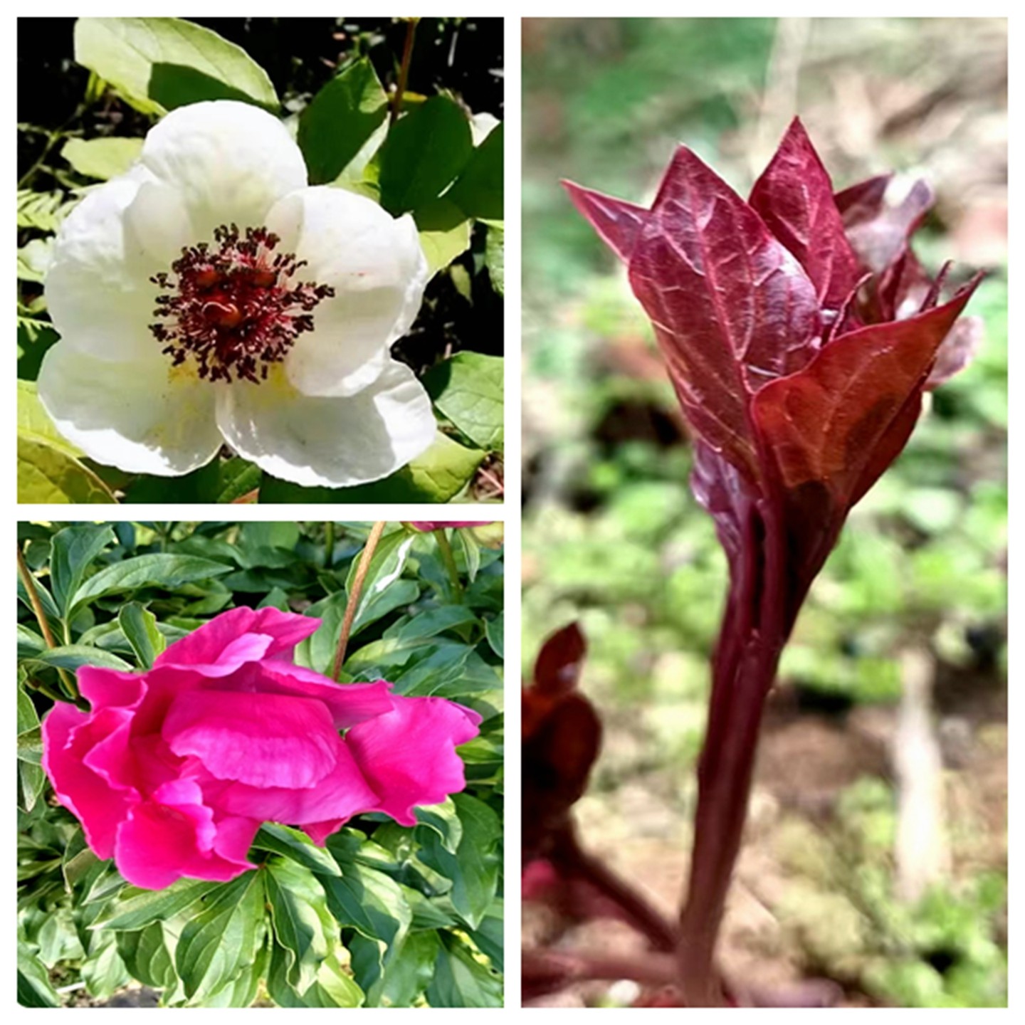 芍药 苗 时令草本花卉 庭院观赏绿化南北方多年生落叶植物喜阴湿