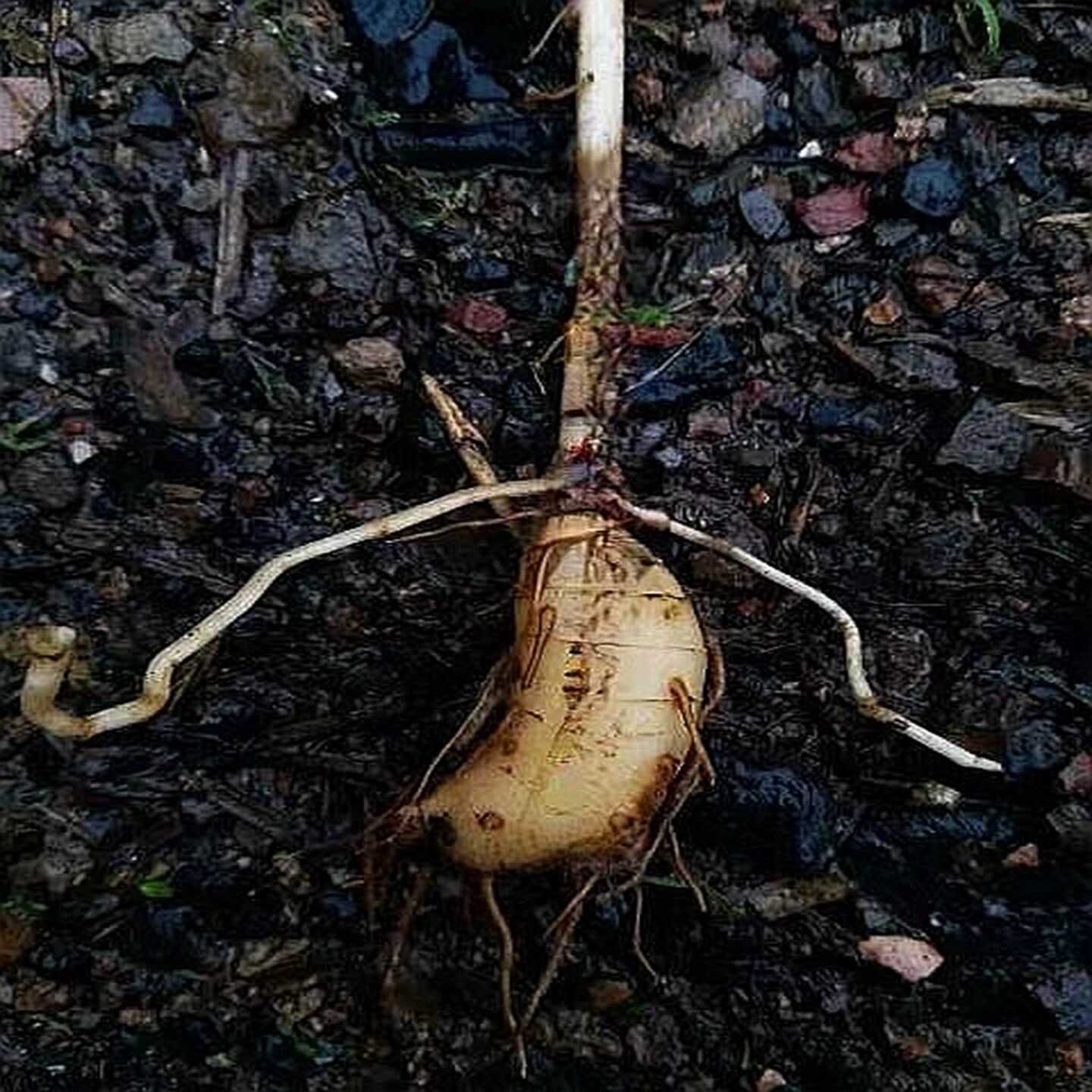 满50包邮华蟹甲 蟹甲草 苗 植物庭院窗阳台时令草本花卉耐寒南北