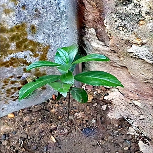 草珊瑚 多年生常绿半灌木 草本植物喜阴凉湿润环境庭院窗台地栽苗