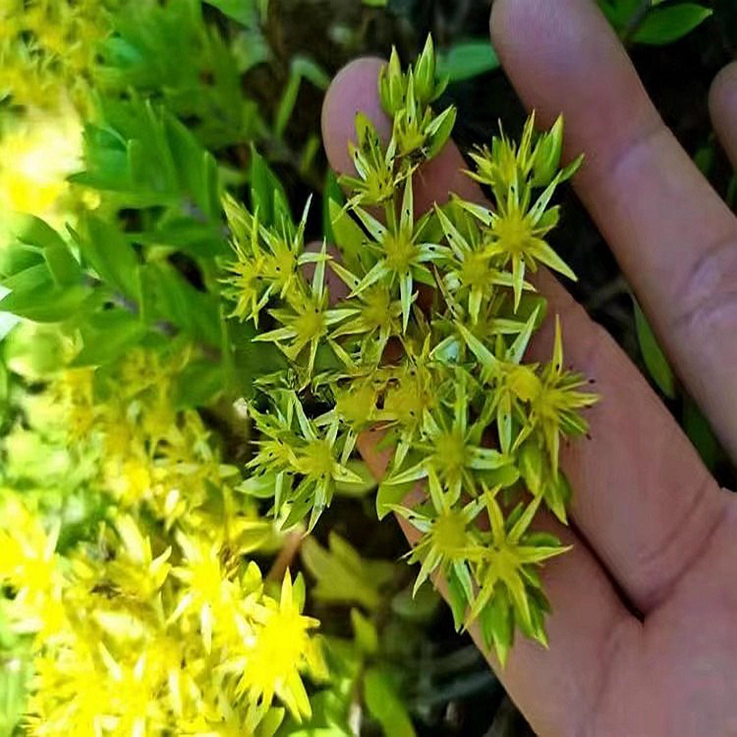 满50包邮 垂盆草 狗牙瓜子石指甲多肉地被绿植物庭院窗阳台耐寒苗
