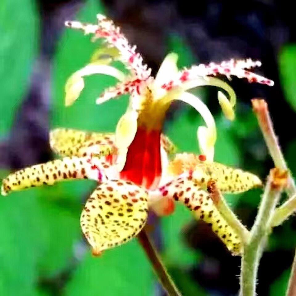 满50包邮 油点草 紫海葱 油迹草 百合科耐寒喜阴庭院绿植草本花卉