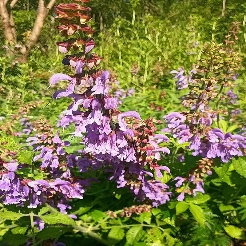 紫花 丹参 唇形科鼠尾草属多年生落叶草本庭院阳台盆地栽耐寒科普