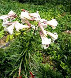 大百合花量多多年生庭院种球夏季