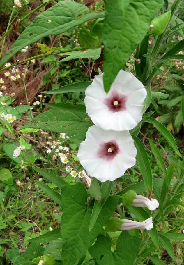 满50包邮 打碗花 天剑草 鼓子花庭院窗台多年生攀援草本花卉绿植