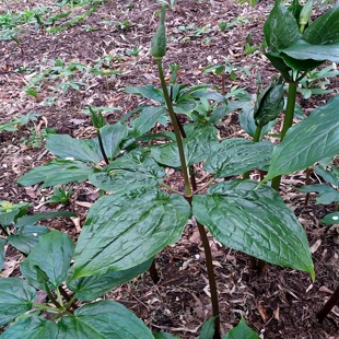 七叶一枝花苗 海螺七 重楼蚤休新奇小型室内盆栽绿植喜阴庭院点缀