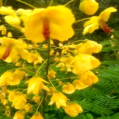 云实树苗夏季开花落叶灌木围栏