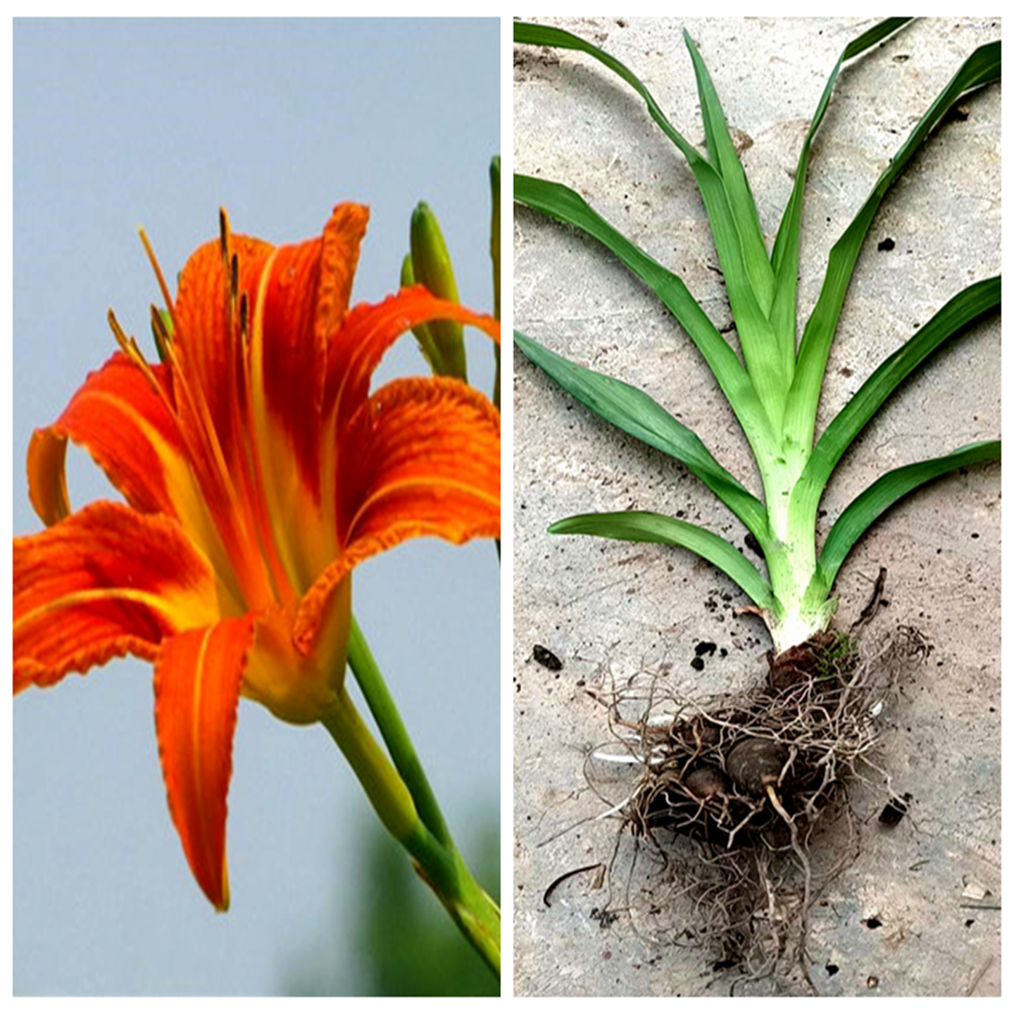 萱草 摺叶萱草 黄花菜 忘忧草 花苗阳台易活时令草本花卉耐寒绿植