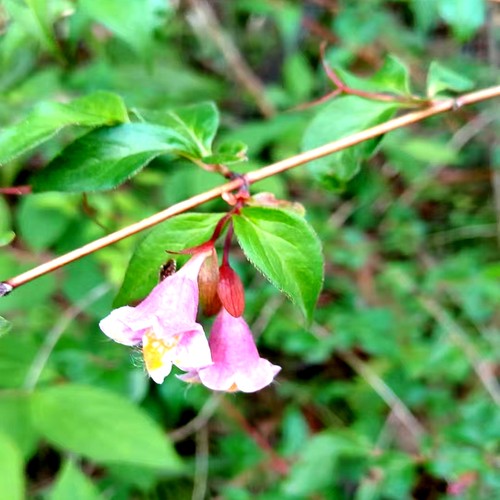夏季落叶花灌木园林观赏