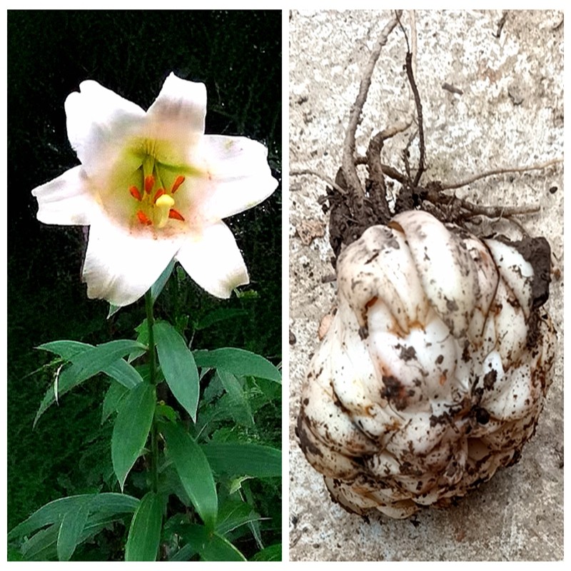 自家种 宜昌百合 可地盆栽庭院阳台耐寒植物香味浓郁时令草本花卉