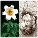 自家种 可地盆栽庭院阳台耐寒植物香味浓郁时令草本花卉 宜昌百合