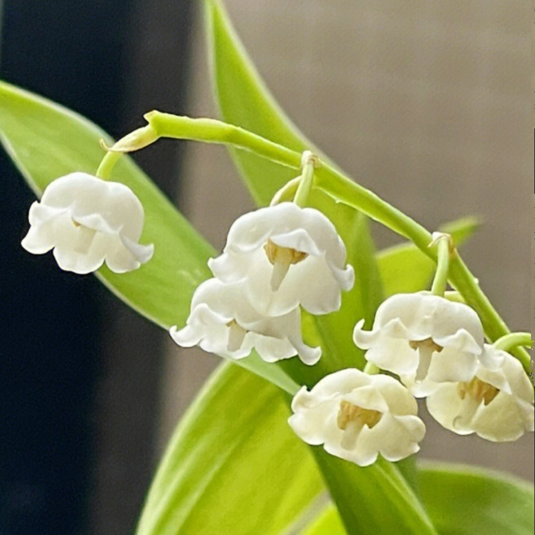 满50元包邮 铃兰 铃铛花 苗耐寒热多年生时令草本花卉盆地栽庭院