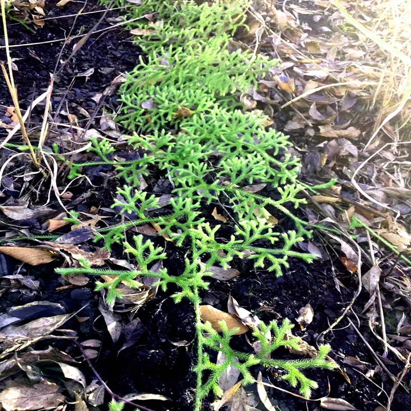 耐寒趣味伸筋草室内庭院观赏地被