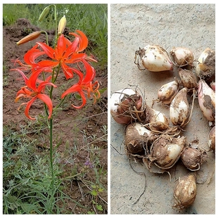 满50包邮 山丹丹花 红百合观赏球根花卉庭院爆花易栽种耐寒喜半阴